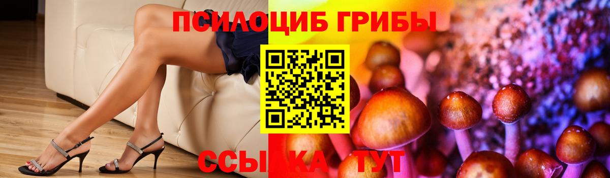 Гатчина  Галлюциногенные грибы Cubensis  Вход с VPN 